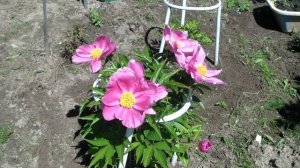 Пион Денсинг Баттерфляй