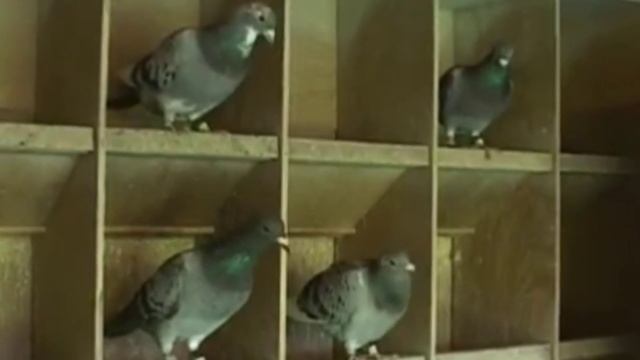 Ries & Gerard Schalkwijk - TRAVIPHARMA 2021 смотреть онлайн