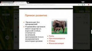Биология 9 класс 27-28 неделя Эмбриональное и постэмбриональное развитие