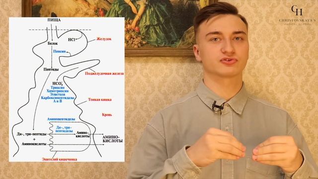 Переваривание и всасывание белков (катаболизм белков) | Биохимия смотреть онлайн