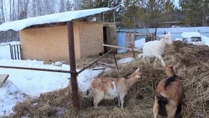 В каком же возрасте можно крыть козу и можно ли есть мясо не кастрированного кабана?