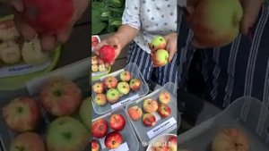Обзор сортов яблонь (Сибирь)