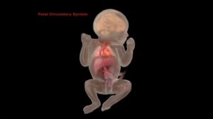 Ученые доказали что Аллах существует