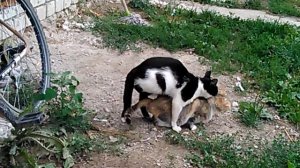 Кошка + кот 18+
