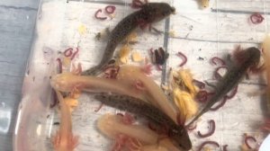 Чем кормить аксолотля в домашних условиях #аксолотль #axolotl