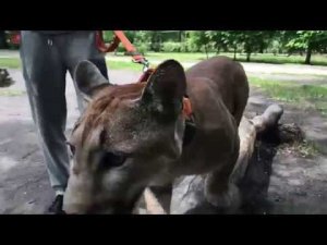 Воскресный стрим 10.06.18г