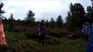 .Чем полезен можжевельник .