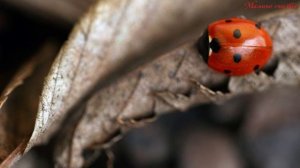 Кап кап по ладошке  Песня про осень