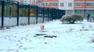 ШПИЦ ЭЛИС ВПЕРВЫЕ ГУЛЯЕТ ПО ПЕРВОМУ СНЕГУ | ВЫГУЛИВАЕМ СОБАКУ | СНЕЖНЫЙ ПЕСИК