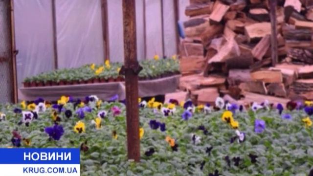 Неожиданно зацвели анютины глазки… смотреть онлайн