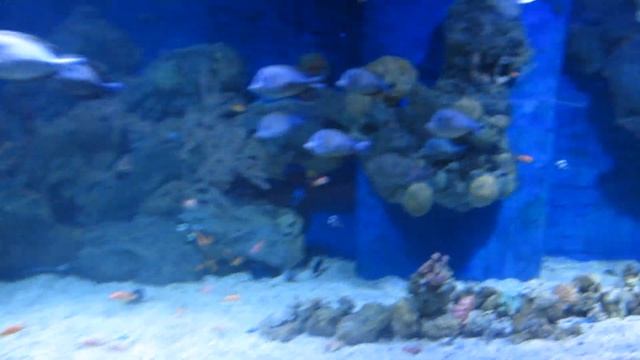 Красота Красного моря в одном месте. Хургада Гранд Аквариум смотреть онлайн