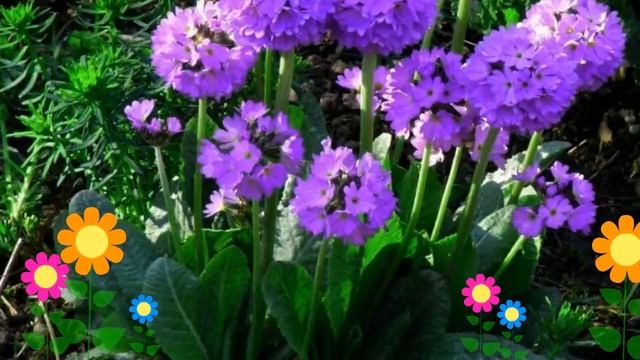 Примула мелкозубчатая Лилак (Lilac). Краткий обзор, описание характеристик, где купить саженцы смотреть онлайн