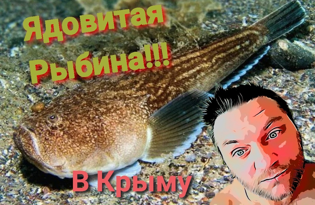 Поймал одну из самых опасных и редких рыб Крыма, с красивым названием "Европейский звездочёт"