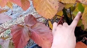 Обрезка ежевики перед зимовкой, Сибирь