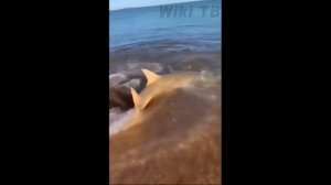 Рыба-пила чуть не распилила своего спасителя