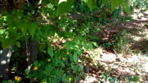 Моя пасека. Быт пасечника. На кочевой Пасеке.