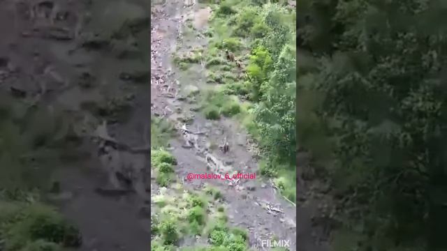Тляратинский заказник,, Медведы,, Тляратинский район☝, р. Дагестан,