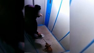Собака гадит в лифте, хозяйка невозмутима