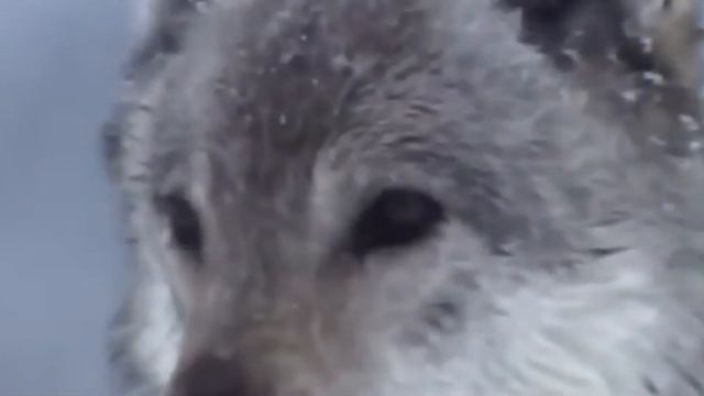 Борьба за существование