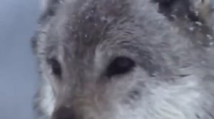 Борьба за существование