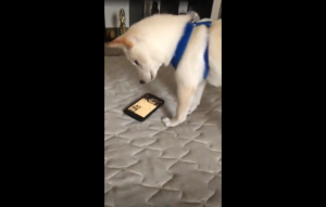 Щенок пытается помочь собаке в телефоне