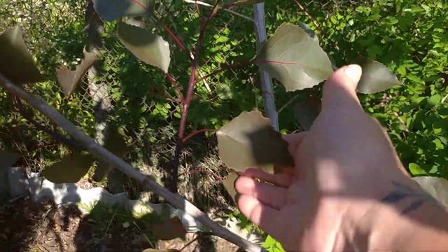 Тополя пурпл тауер, неперевершена ? смотреть онлайн