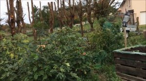 France. Figs. Bebeira Preta - Abebeira.  Abutilon. Инжир Бебейра Прета ака Абебейра.