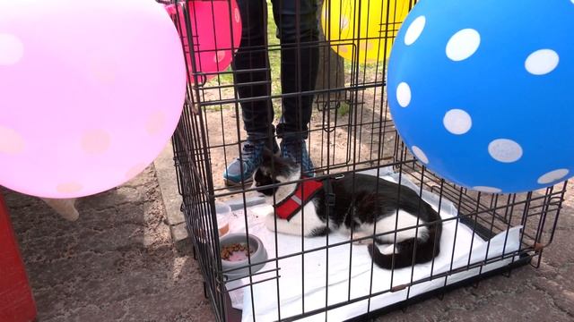 Мозыряне отметили Первомай смотреть онлайн