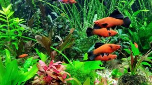 Завтрак артемией и циклопом. Берлинские флаговые меченосцы.