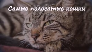 Табби - самые полосатые кошки