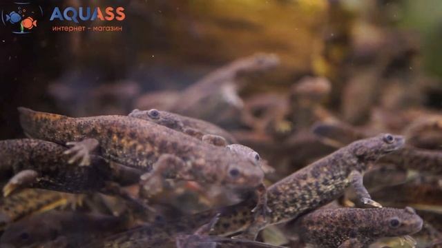 ?Aquass - Испанский тритон смотреть онлайн
