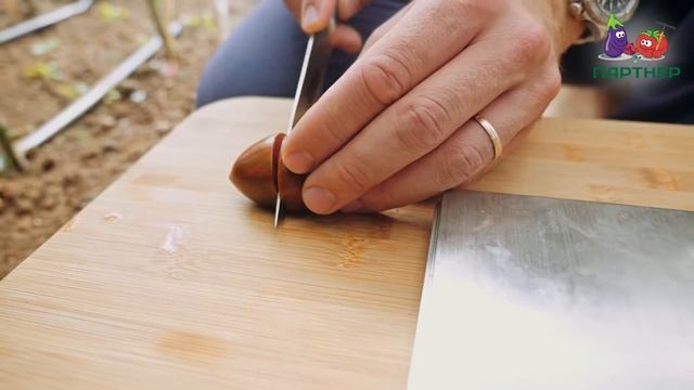 СЛАДКИЕ БУРЫЕ ТОМАТЫ ЧЕРРИ МИДНАЙТ смотреть онлайн