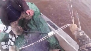 Рыбалка сетями, на Амуре, ловля кеты. сплавы