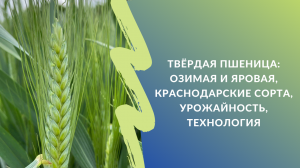 Твёрдая пшеница: озимая и яровая, урожайность краснодарских сортов, нюансы технологии