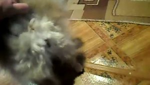 Как определить течку у померанского шпица