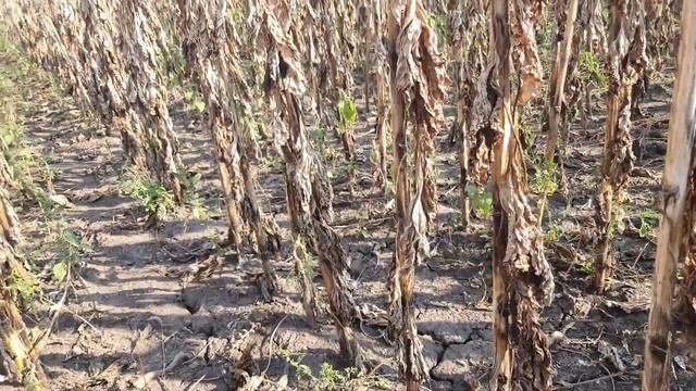 Уборка подсолнечника Сузука от Syngenta. 35ц/га Супер гибрид смотреть онлайн