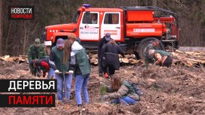 Акция «Лес Победы» прошла в Истринском округе.