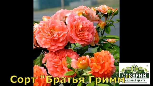 Обзор сортов роз флорибунда