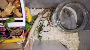 Джунгарик катается в колесе и купается в песочке