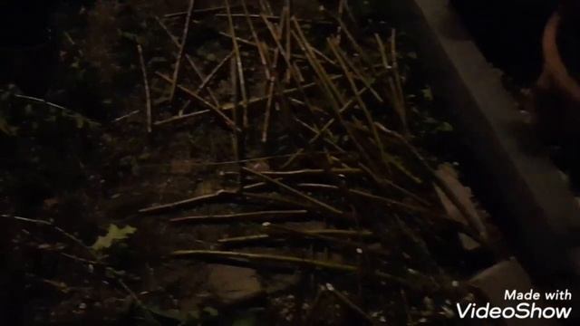 Плетеное живое дерево из Ивы смотреть онлайн