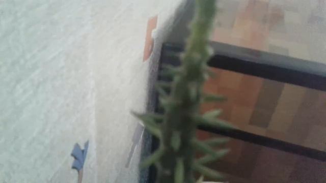 Домашный кактус видео 8 сек (Канал про животных и ростений) смотреть онлайн