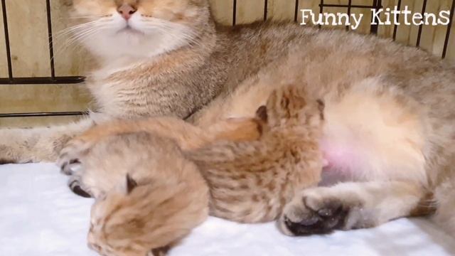 Муж-Кот  пришел поздравить Жену -Кошку с рождением котят ? |Котятам Ириски 1 день от рождения ???