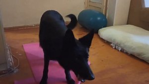 Как научить собаку приносить тапочки