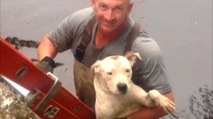 Спасатели пришли на помощь тонущей собаке. Неожиданно увидели ЭТО!