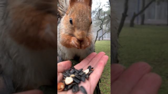 Всё видит,а то что не видит-чувствует🐿Calm squirrel sees everything,and what it doesn't see,it feel смотреть онлайн
