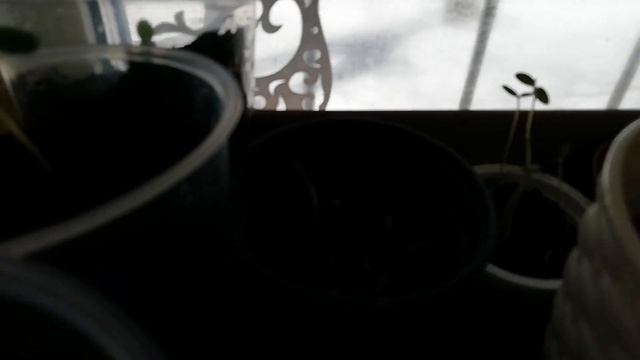 Рассада 30 марта смотреть онлайн