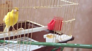 Пение Канарейки.Как поёт Кенари.Жизнь Кенари в домашних условиях.