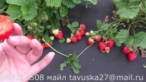 ДЕСТИНИ позднеспелая клубника