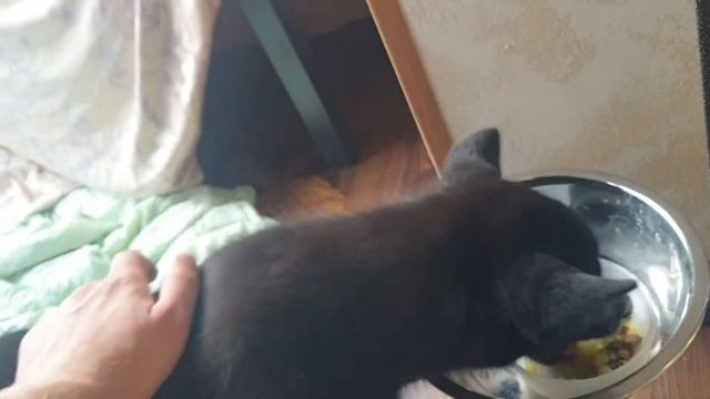 русско европейская лайка 2.5 месяца ( обучение ) смотреть онлайн