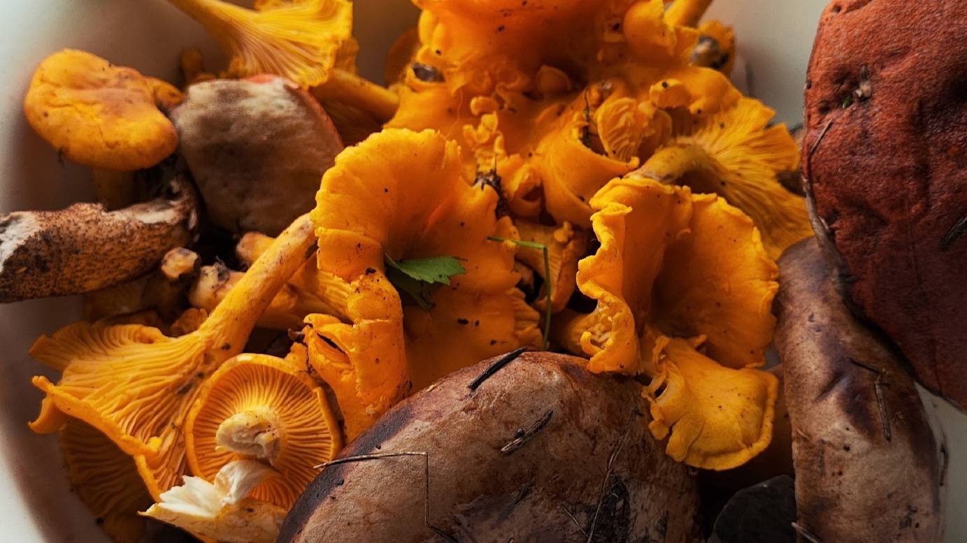 Поход за малиной и грибами 25 июля 2024 1ч. смотреть онлайн